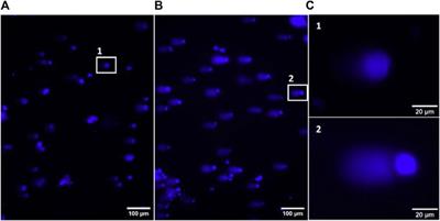 In silico and in vitro chemometrics, cell toxicity and permeability of naringenin 8-sulphonate and derivatives